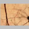 Neuronas Golgi 13.jpg